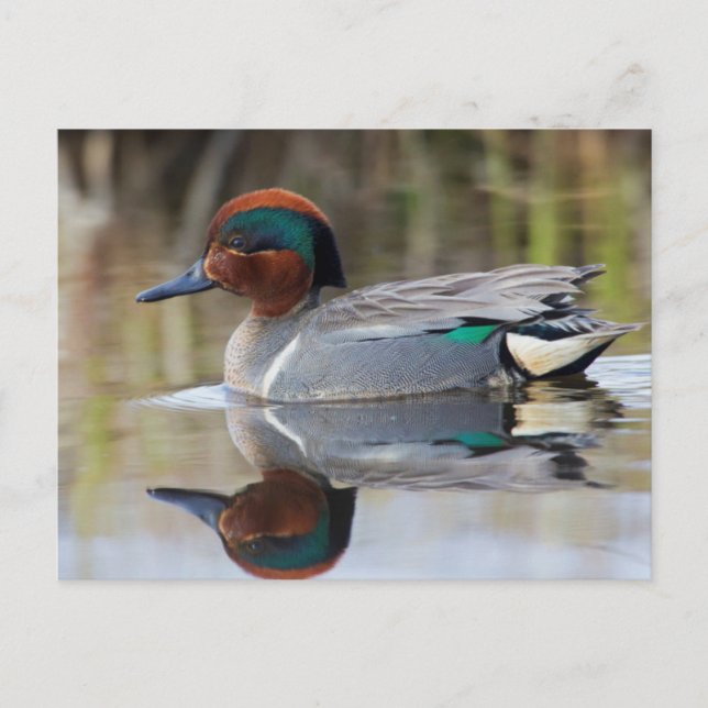 Green-winged Teal Postcard (Front)