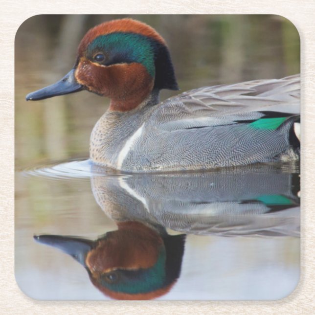 Green-winged Teal Square Paper Coaster (Front)