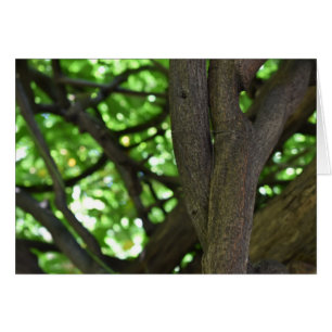 Green Wisteria Pergola Tree Nature Photography