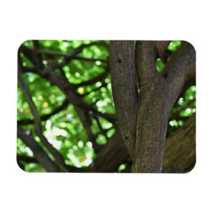 Green Wisteria Pergola Tree Nature Photography Magnet