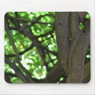 Green Wisteria Pergola Tree Nature Photography Mouse Pad