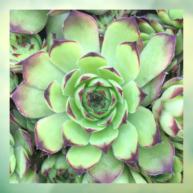 Green with Purple Tips Succulent Close-Up Photo (Sheet 3)