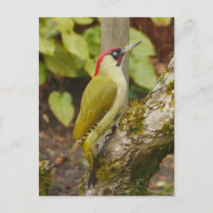 Green Woodpecker Postcard 