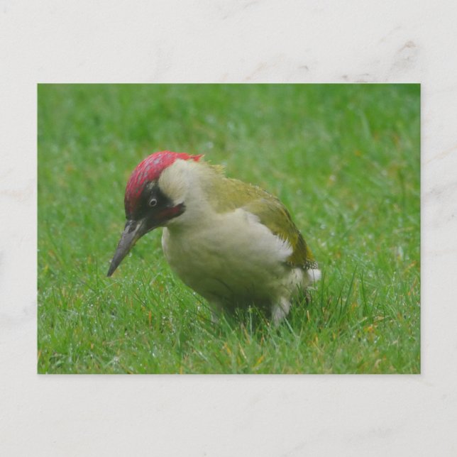 Green Woodpecker Postcard (Front)