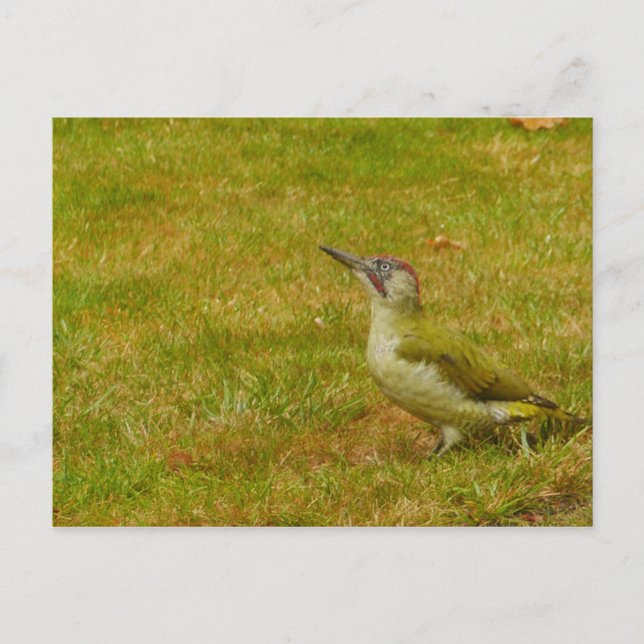 Green Woodpecker Postcard (Front)