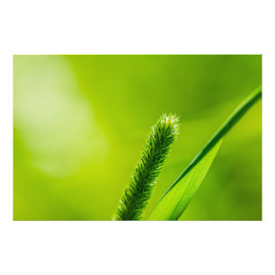 Green World Photo Print