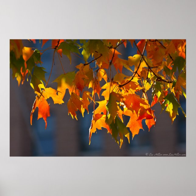 Green Yellow Orange Autumn Maple Leaves Poster (Front)