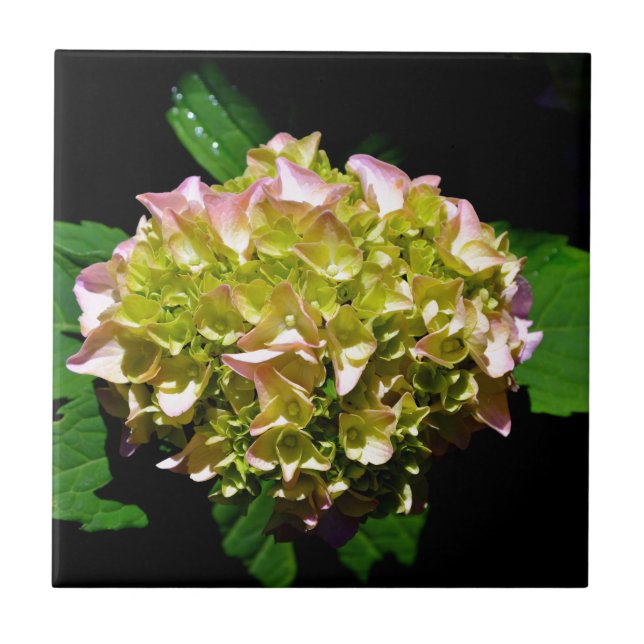 Green yellow pink Hydrangea pink yellow flower Tile (Front)
