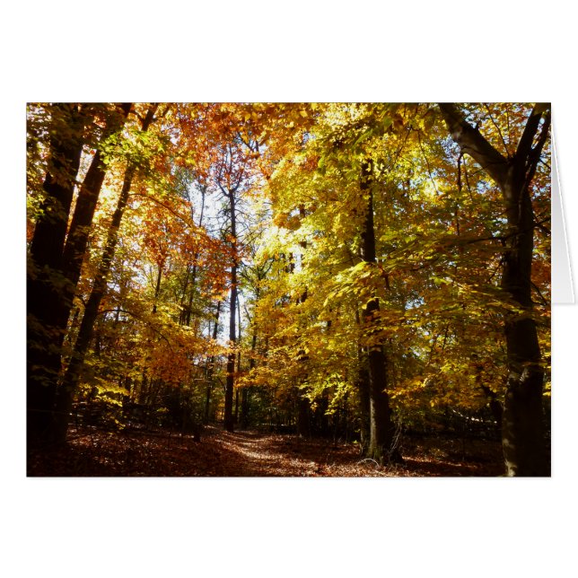 Greenbelt Park in Fall II Maryland Nature Scene (Front Horizontal)