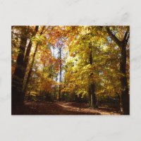 Greenbelt Park in Fall II Maryland Nature Scene