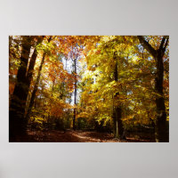 Greenbelt Park in Fall II Maryland Nature Scene