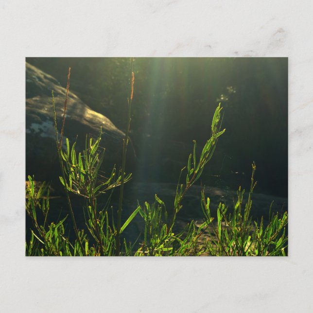 Greenery Postcard (Front)