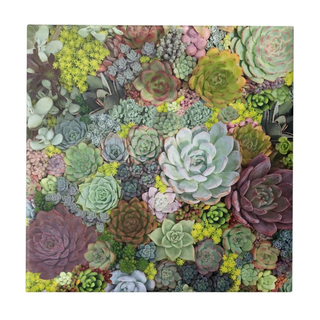 Greenery Succulents Ceramic Tile (Front)