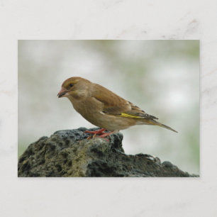 Greenfinch postcard