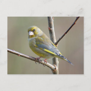 Greenfinch postcard