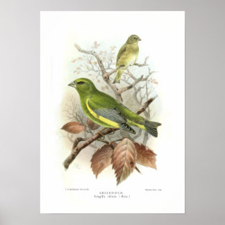 Greenfinch Poster