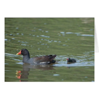 Greenhill Moorhens