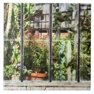Greenhouse With Large Cactus Ceramic Tile