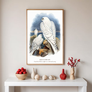 Greenland Falcon, Bird Illustration Poster