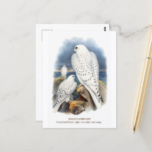 Greenland Falcon Postcard