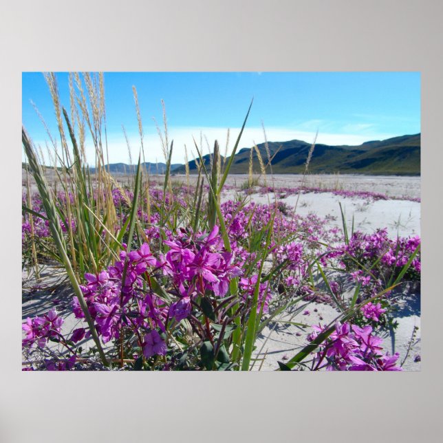 Greenland orkide poster (Front)