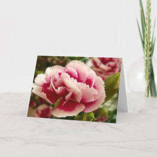Greeting 123 Cards - Pink Carnation