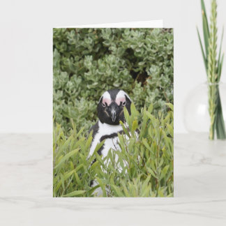 Greeting Card - African Penguin