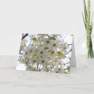 Greeting Card - All Occasion - Bloom Bradford Pear