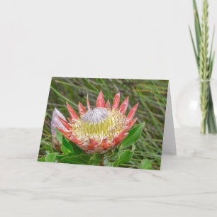 Greeting Card - Beautiful Protea in Cape Town