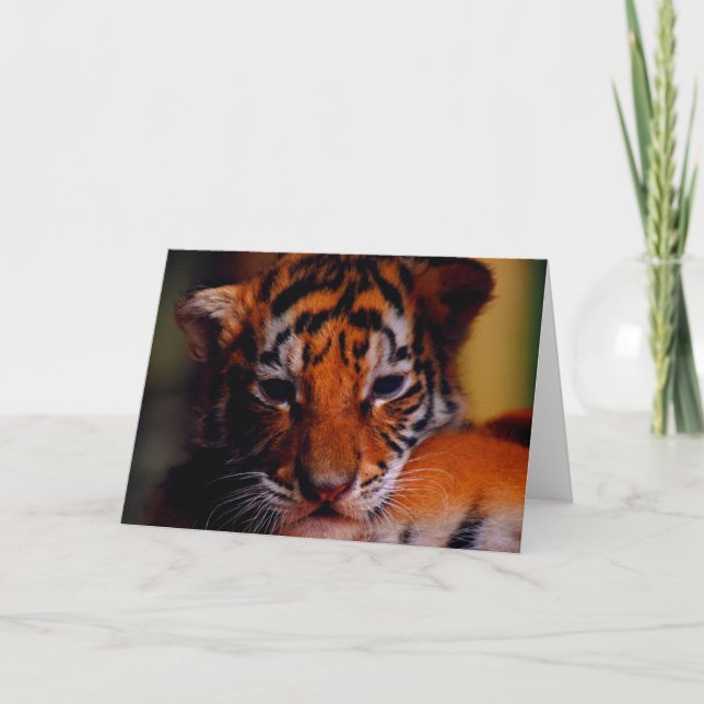 Greeting Card Blank Tiger Cub (Front)