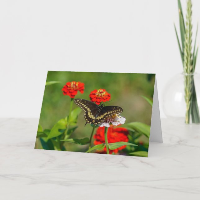 Greeting Card - Butterfly in Garden in Stowe (Front)