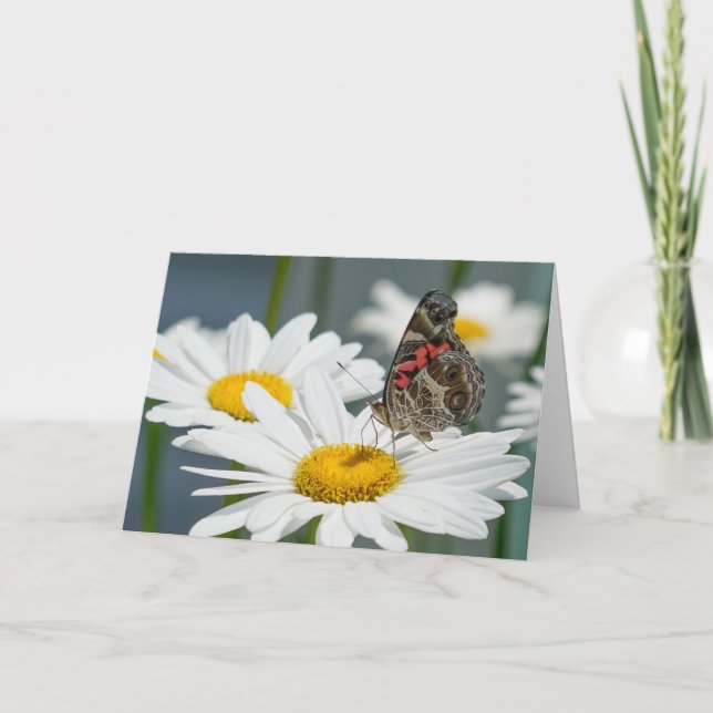 Greeting Card - Butterfly on a Shasta Daisy (Front)