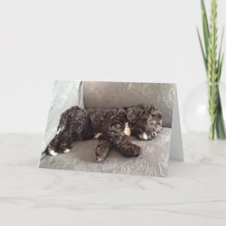 Greeting Card - Cockapoo Puppy