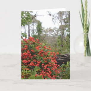GREETING CARD — Coral creeper