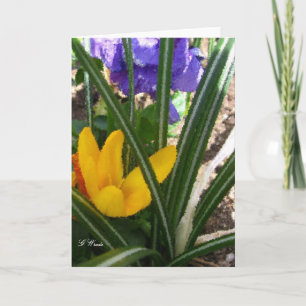 Greeting Card-Crocus and Pansies Card