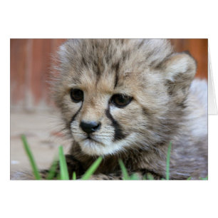 Greeting Card - Cute Baby Cheetah
