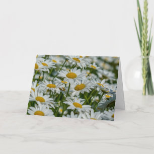 Greeting Card - Daises in Vermont