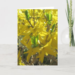 Greeting Card - Forsythia