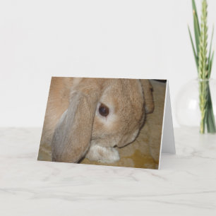 Greeting Card - Lop Eared Dwarf Rabbit