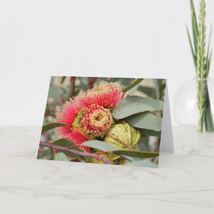 GREETING CARD - Native Australian Eucalyptus