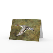 Greeting card - Northern pintail drake 3