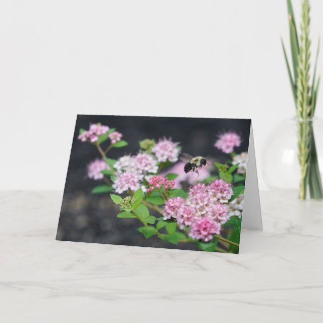 Greeting Card - Pink Spirea with Bee (Front)