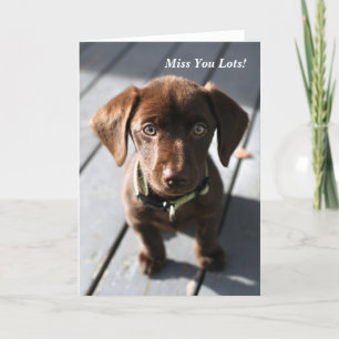 Greeting Card Puppy Chocolate Labrador