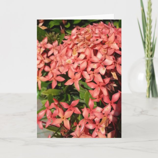 Greeting Card - Red Flowers (Blank) (Front)