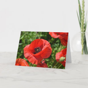 Greeting card - Red poppies