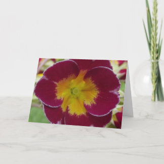 greeting card red primula