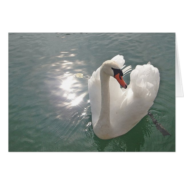 Greeting card romantic white swan (Front Horizontal)