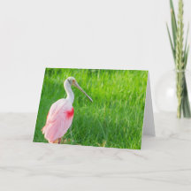 Greeting Card - Roseate Spoonbill