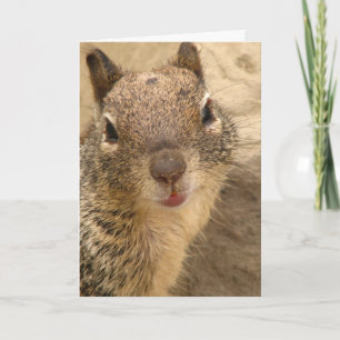 Greeting Card - Squirrel