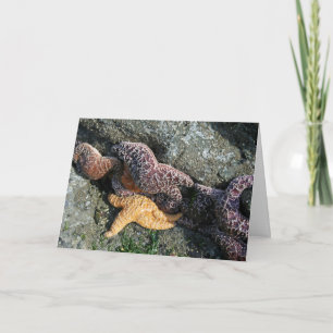 Greeting Card:  Starfish Card
